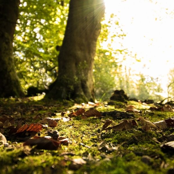 Clitters Wood