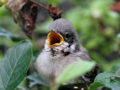 Wembury Parish Council. The Sparrow